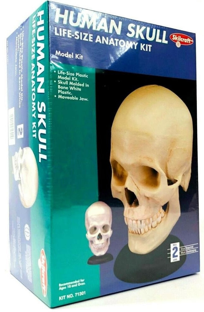 SKILCRAFT 71301 Human Skull Life-Size Anatomy Kit 1:1