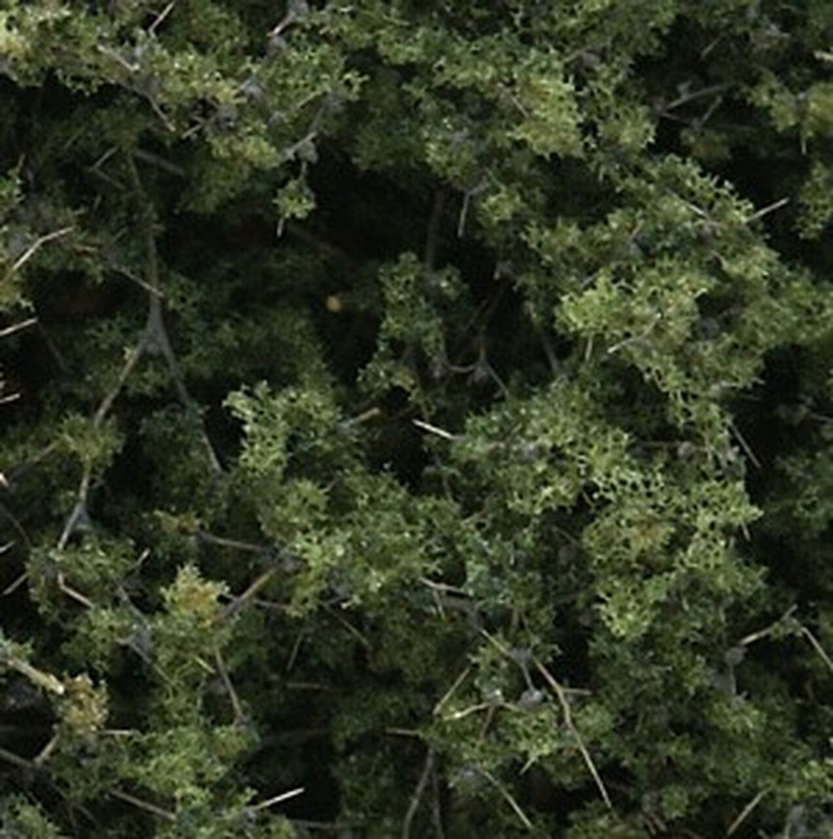 WOODLAND SCENICS F1131 Fine Leaf Foliage, Medium Green